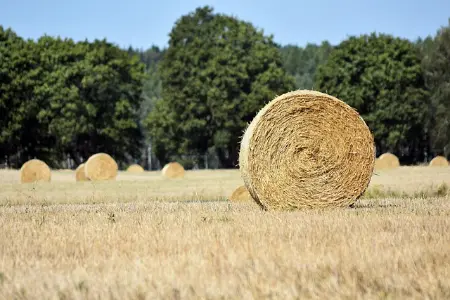 3天时间 我把家里的皮卡车卖了